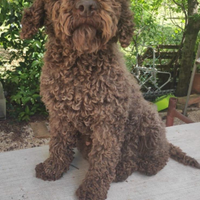 Lagotto da tartufo