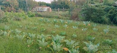 Terreno agricolo uso orto