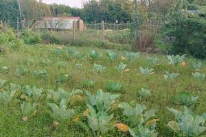 Terreno agricolo uso orto