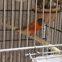 Cardinalini del venezuela
