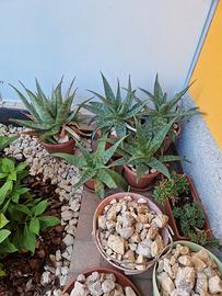 Aloe vera