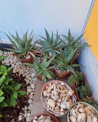 Aloe vera