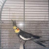 Calopsite maschio adulto