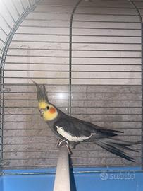 Calopsite maschio adulto