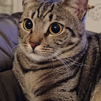 Brownie micia tigrata di 1 anno