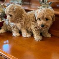 Maltipoo