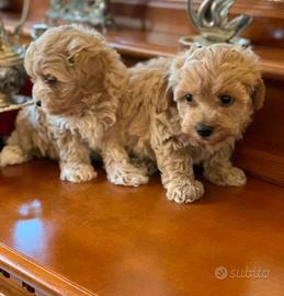 Maltipoo