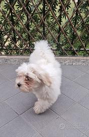 Bichon maltese