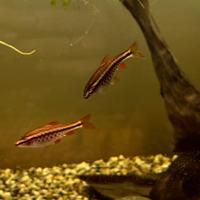 Pesci Cherry Barb (Pintus Tittreya)