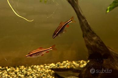 Pesci Cherry Barb (Pintus Tittreya)