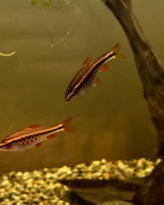 Pesci Cherry Barb (Pintus Tittreya)