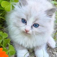 Cuccioli di ragdoll