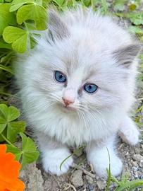 Cuccioli di ragdoll
