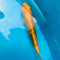 Carpe koi selezione 5-15 cm