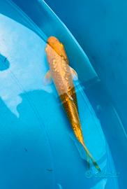 Carpe koi selezione 5-15 cm