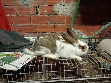 Maschio da riproduzione giovane