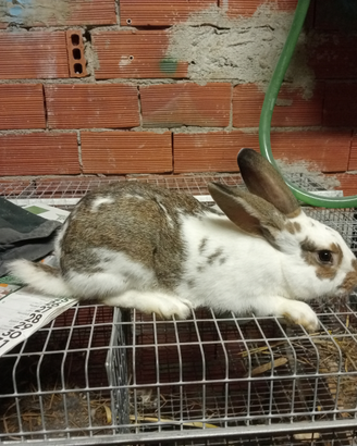 Maschio da riproduzione giovane