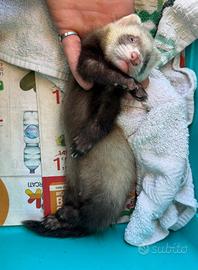 Cuccioli Furetti