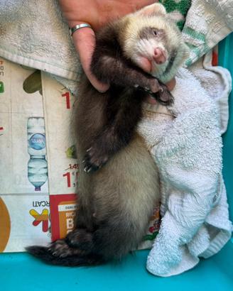 Cuccioli Furetti