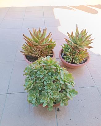 Piante grasse