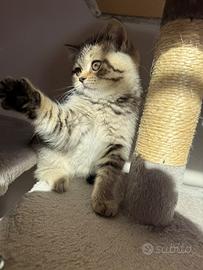 Femmine scottish fold straight e tabby - Animali In vendita a Milano