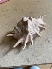 Conchiglie da collezione