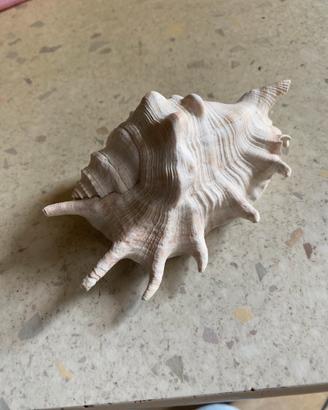 Conchiglie da collezione