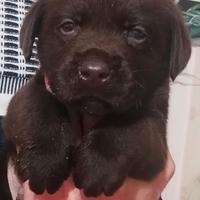 Labrador