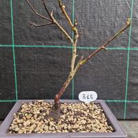 Bonsai Prunus Mume (Rosea Plena) 315