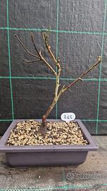 Bonsai Prunus Mume (Rosea Plena) 315