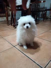 Spitz tedeschi taglia piccola