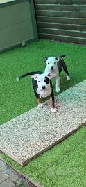 American bully black and white