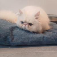 Gatto persiano ipertipico