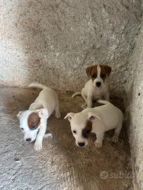 Jack Russell