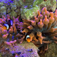 Anemoni acquario marino quadricolor