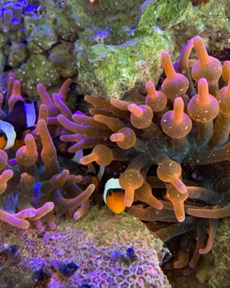 Anemoni acquario marino quadricolor