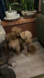 Cuccioli in arrivo - prenotazioni aperte