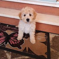 Ultimo cucciolo di barboncino nano