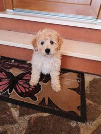 Ultimo cucciolo di barboncino nano