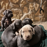 Cane corso