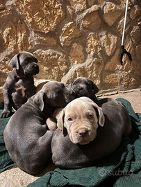 Cane corso