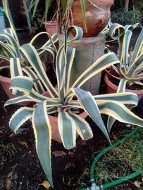 agave striata
