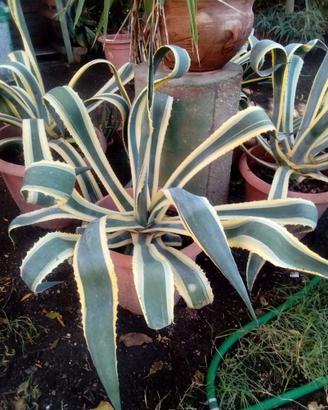 agave striata