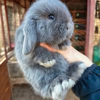 Cuccioli coniglio minilop