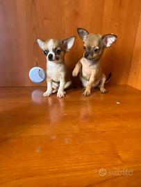 Cuccioli di chihuahua mini toy e toy