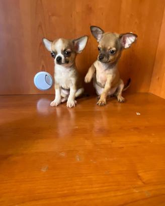 Cuccioli di chihuahua mini toy e toy