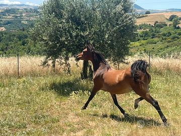 Cavalla Purosangue Araba con documenti ANICA