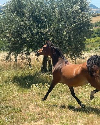 Cavalla Purosangue Araba con documenti ANICA