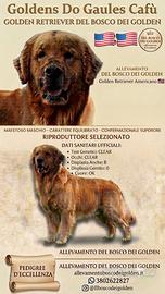 Golden retriever americano Cuccioli Monta