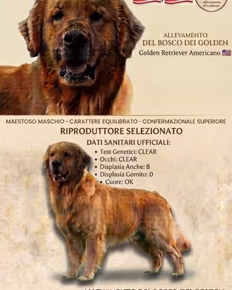 Golden retriever americano Cuccioli Monta